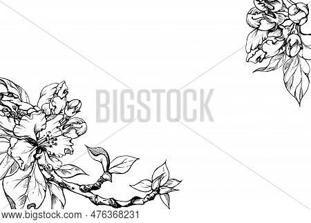 Hand Drawn Ink Apple Blossom, White And Pink Flowers With Green Leaves. Square Frame Composition. Is