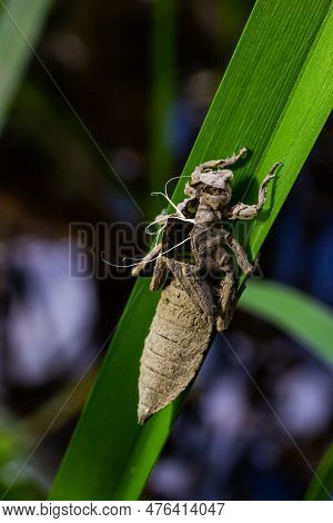 Larval Dragonfly Grey Shell. Nymphal Exuvia Of Gomphus Vulgatissimus. White Filaments Hanging Out Of