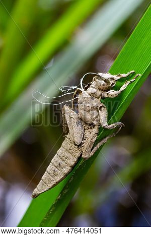 Larval Dragonfly Grey Shell. Nymphal Exuvia Of Gomphus Vulgatissimus. White Filaments Hanging Out Of