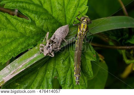 Larval Dragonfly Grey Shell. Nymphal Exuvia Of Gomphus Vulgatissimus. White Filaments Hanging Out Of