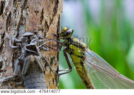 Larval Dragonfly Grey Shell. Nymphal Exuvia Of Gomphus Vulgatissimus. White Filaments Hanging Out Of