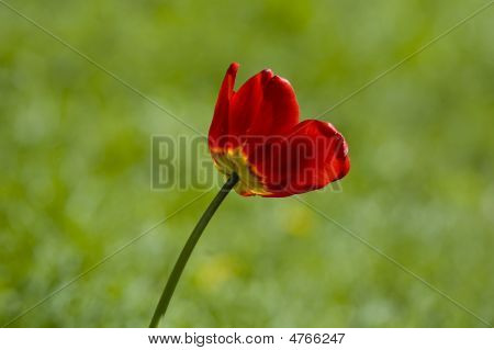 Tulipe rouge