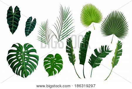 Tropical palm exotoc jungle leaves set. Banana, monstera green leaf isolated on white background. Vector illustration stock vector.