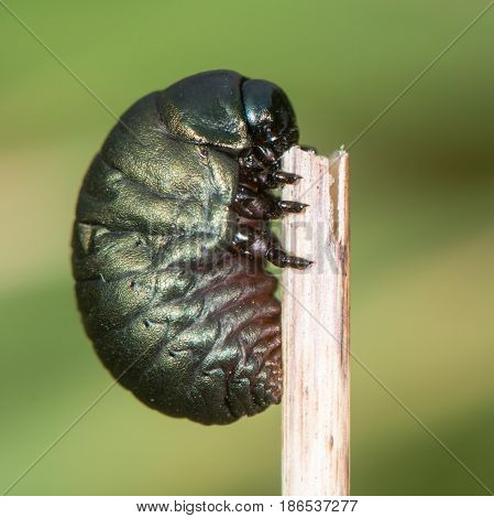 Bloody-nosed beetle (Timarcha tenebricosa) larva profile. Larval stage of beetle in the family Chrysomelidae found feeding on bedstraws (Galium sp.)