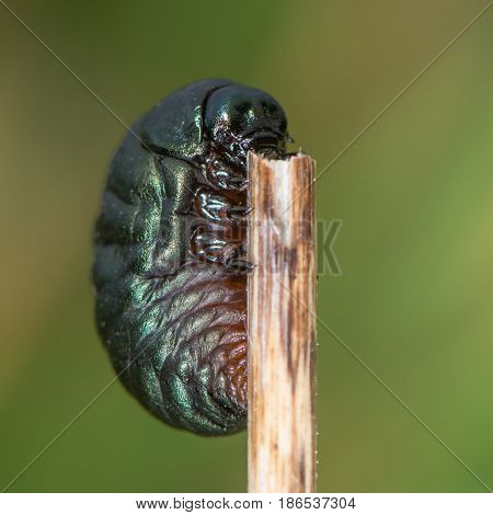 Bloody-nosed beetle (Timarcha tenebricosa) larva. Larval stage of beetle in the family Chrysomelidae found feeding on bedstraws (Galium sp.)