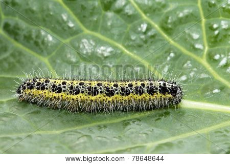 Caterpillar Of Small Cabbage White Butterfly