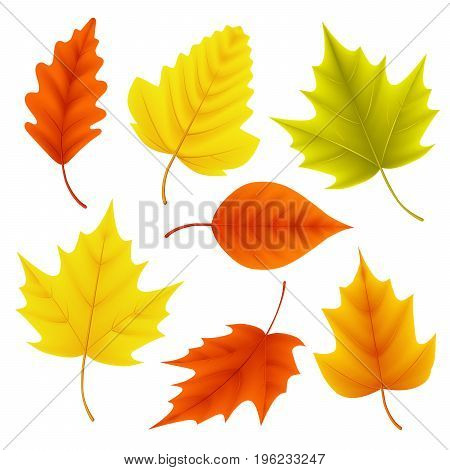 Autumn leaves vector set for fall seasonal elements with maple and oak leaf in colors isolated in white background. Vector illustration.