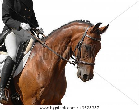 bay horse isolated on white