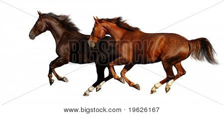 gallop horses