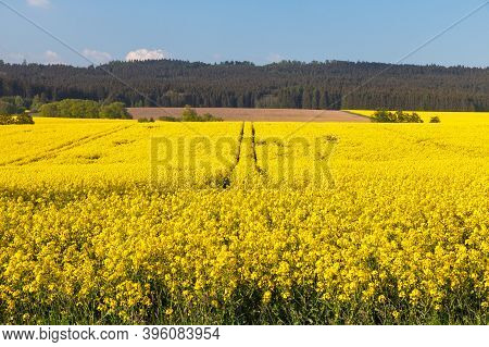 Field Of Rapeseed, Canola Or Colza In Latin Brassica Napus, Rape Seed Is Plant For Green Energy And 