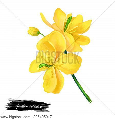 Greater Celandine Or Chelidonium Majus Yellow Flowers Isolated Digital Art Illustration. Perennial H