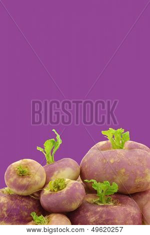 freshly harvested spring turnips (Brassica rapa) on a purple background