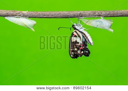 Newly Born Common Jay Butterfly