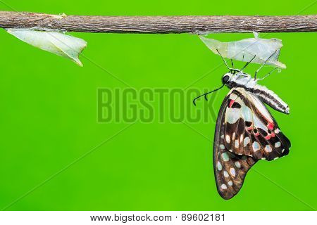 Newly Born Common Jay Butterfly