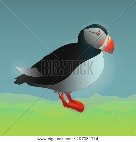 Colour Vector Illustration Of The Side View Of A Standing Puffin