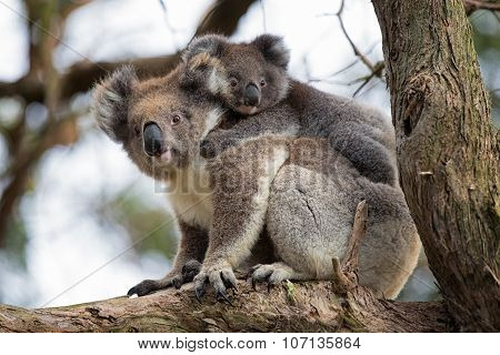 Australia Baby Koala Bear And Mom.