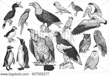 Birds Of Wildlife Set. Eagles, Owls, Parrots, Pelican, Penguins, Ibis, Puffin Isolated On White Back