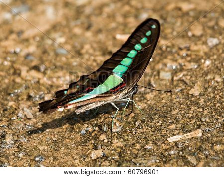 Bluebottle Butterfly