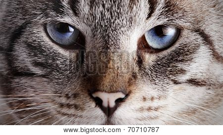 Muzzle Of A Blue-eyed Striped Cat.