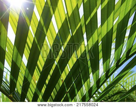 Green palm leaf transparent silhouette on sun. Palm leaf closeup. Green leaf of coco palm tree photo background. Sunny palm view through transparent leaf. Exotic vacation destination banner template