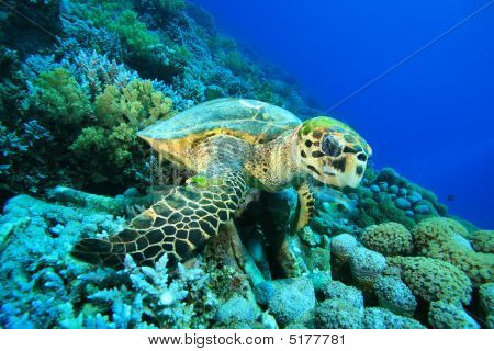 Turtle And Coral Reef