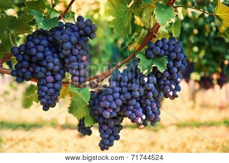 Purple Red Grapes With Green Leaves On The Vine