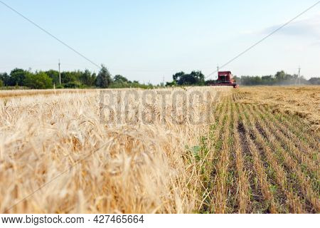 Wheat Harvesting On Field In Summer Season. Combine Harvester Harvests Ripe Wheat. Agriculture. Proc