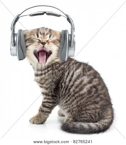 Singing funny cat or kitten in headphones listening music