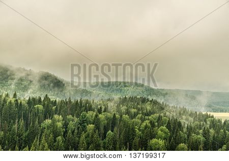 thick morning fog in the summer forest. thick fog covered with thick coniferous forest. forest with a bird's eye view . coniferous trees thickets of green forest