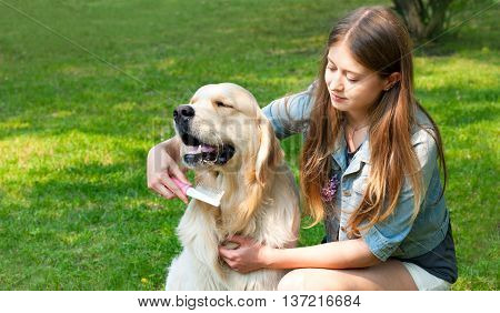 The content of Labrador. A young girl cares for dog fur outdoors. Hygienic procedures. The owner of a pure breed dog fur golden retriever. Human friendship and dogs.