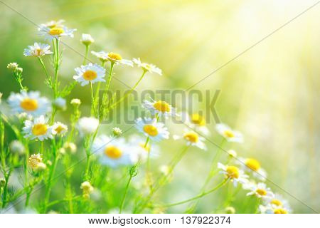 Chamomile field flowers border. Beautiful nature scene with blooming medical chamomilles in sun flare. Alternative medicine Spring Daisy. Summer flowers. Beautiful meadow. Summer background