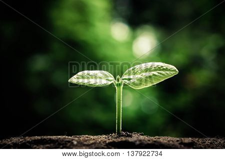 plant seedling growing on fertile soil / baby plant begins new life