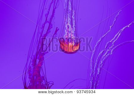 Beautiful Jellyfish