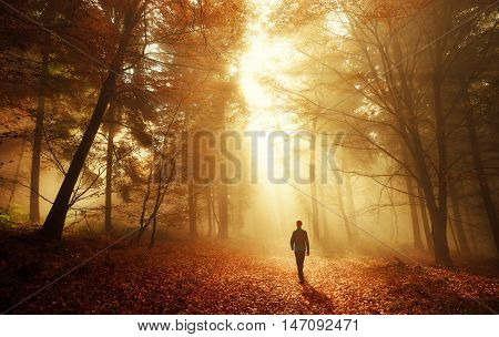 Male hiker walking into the bright gold rays of light in the autumn forest landscape shot with amazing dramatic lighting mood