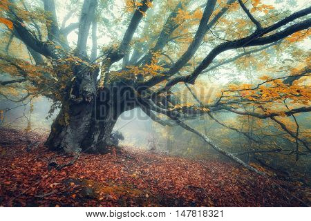 Mystical Autumn Forest In Fog In The Morning. Old Tree