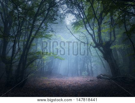 Mystical Autumn Forest In Fog In The Morning. Old Tree