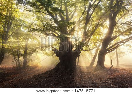 Magical Old Tree With Sunrays In The Morning. Foggy Forest