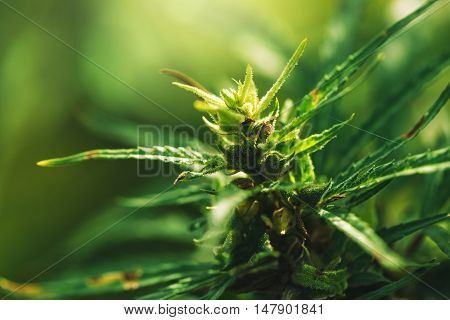 Cultivated industrial marijuana hemp in field close up