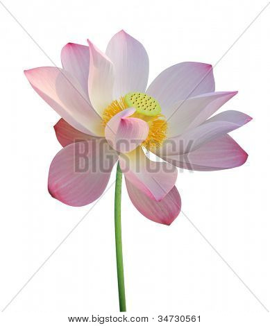 Lotusblume, isolated on white