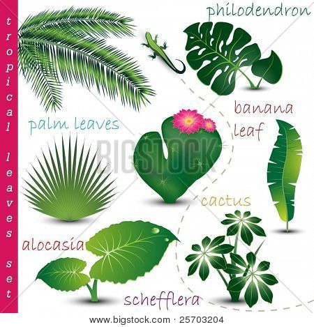 Collezione foglie tropicali