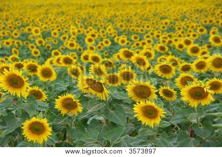 Tournesols