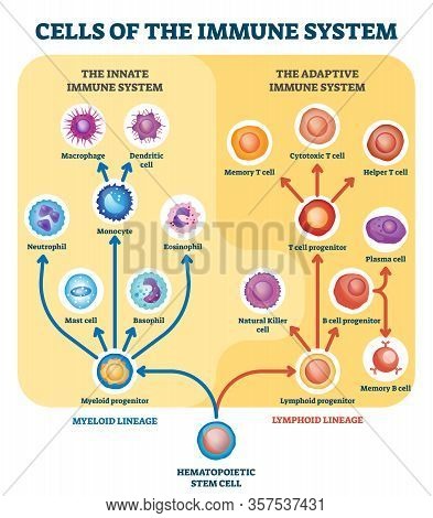 Immune System Cells Vector Illustration. Labeled Educational Division Scheme. Anatomical Explanation