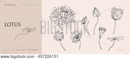 Lotus Flower And Leaves. Line Art Black And White. Line Art Botanical Illustration Isolated On White