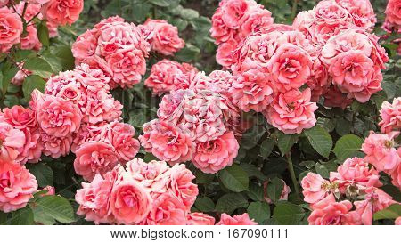 Pale pink roses shrub in garden, vintage color. Bush of beautiful pink roses closeup. Springtime blossom.