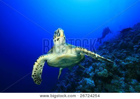 Sea Turtle and Scuba Diver