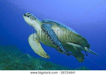 Green Sea Turtle (Chelonia mydas)