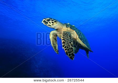 Sea Turtle (Hawksbill Turtle - Eretmochelys imbricata)