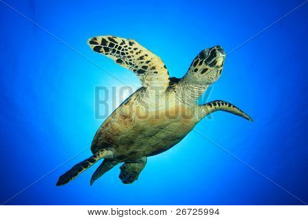 Sea Turtle (Hawksbill Turtle - Eretmochelys imbricata)