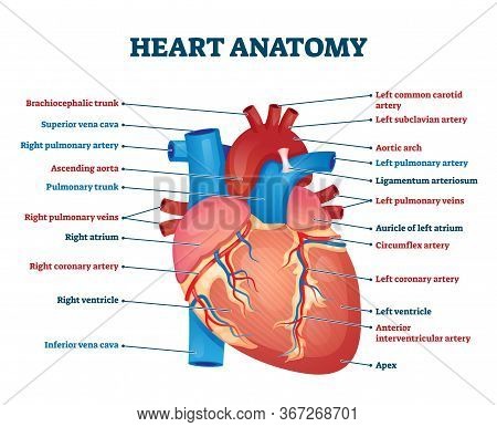 Heart Anatomy Vector Illustration. Labeled Organ Structure Educational Scheme. Internal Body Medical