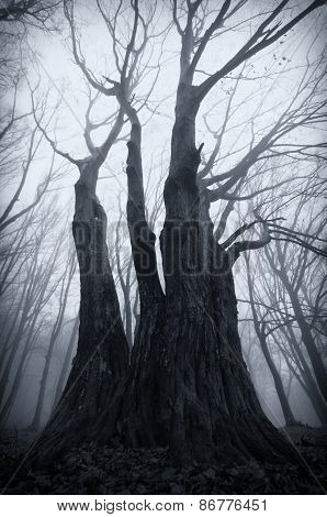 Trees in Haunted forest with fog on halloween